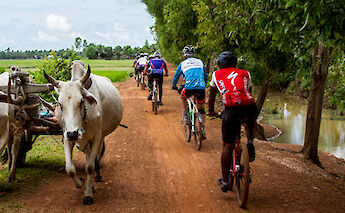 Biking past carabaos in the countryside of Siem Reap, Cambodia. Grasshopper Day Tours