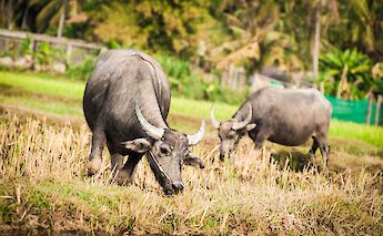 Carabaos along the bike paths at the countryside of Siem Reap, Cambodia. Grasshopper Day Tours