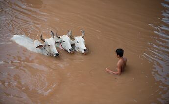 Guiding the carabaos through the waters, Countryside of Siem Reap, Cambodia