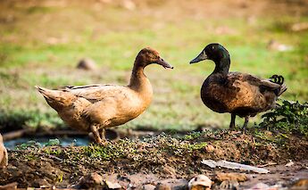 Farm animals that can be found in the open fields of the countryside of Siem Reap, Cambodia. Grasshopper Day Tours