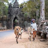 Farmer herding her cows, Siem Reap, Cambodia. Angkor Feel@Unsplash