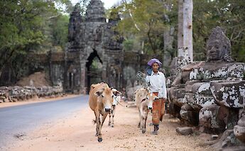 Farmer herding her cows, Siem Reap, Cambodia. Angkor Feel@Unsplash