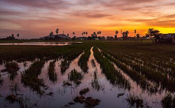 Rice paddies at sunset in the countryside of Siem Reap, Cambodia. Angkor Feel@Unsplash
