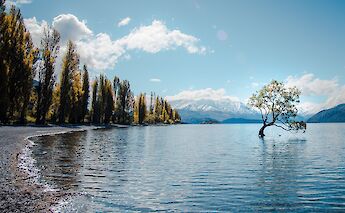 Famous Wanaka tree, Wanaka, New Zealand. Laura Smetsers@Unsplash
