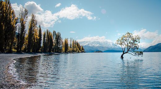 Famous Wanaka tree, Wanaka, New Zealand. Laura Smetsers@Unsplash