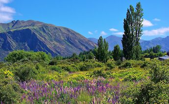 Summer flowers, Wanaka, New Zealand. Robert Fisk@Unsplash