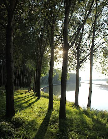Tree line by the Danube river. Dušan Tizić@Unsplash