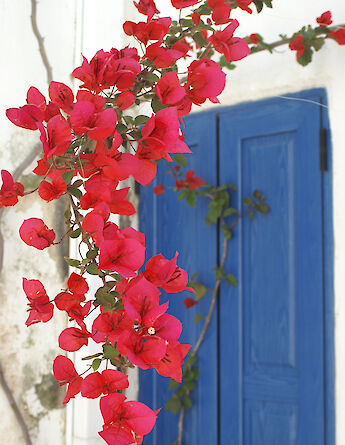 Whitewashed wall with bougainvillea. -toIH