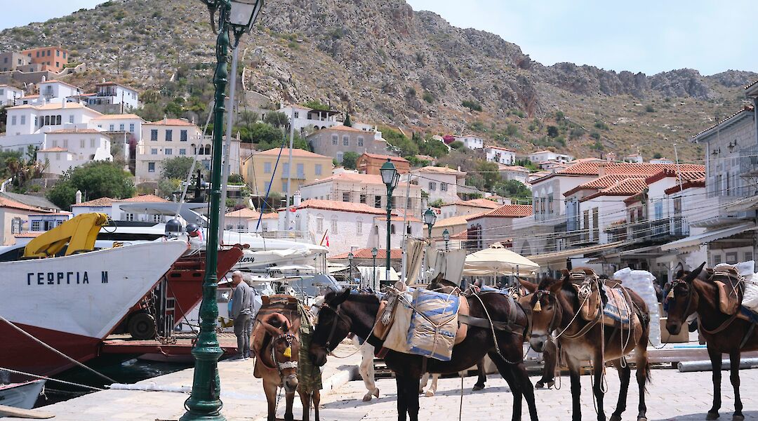 Donkeys in Hydra, Greece. Jordan Durzi@Unsplash