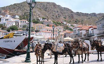 Donkeys in Hydra, Greece. Jordan Durzi@Unsplash