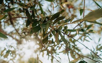Olive groves along the Peloponnesian cycling route. -toIH