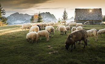 A herd of sheep in the green valley. Getty Images@Unsplash