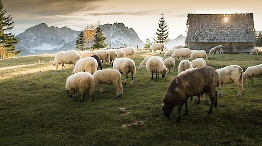 A herd of sheep in the green valley. Getty Images@Unsplash