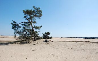 Sand dunes in De Hoge Veluwe National Park, Holland. Jordanhill School D&T Dept@Flickr