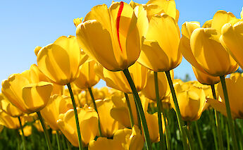 Yellow tulips. Benjamin Brackman@Flickr