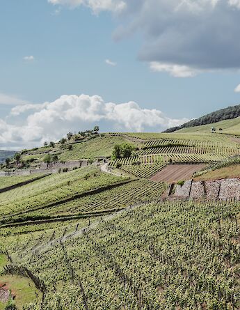 Rüdesheim, Germany. Valentino Casavecchia@Unsplash