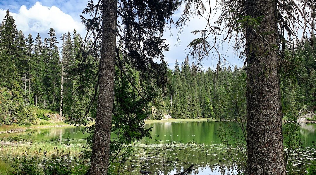 Bikes parked by the trees, Zminje, Zabljak, Montenegro. Durmitor Adventure Tours