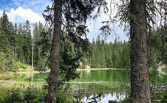 Bikes parked by the trees, Zminje, Zabljak, Montenegro. Durmitor Adventure Tours