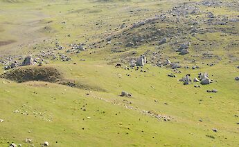 Fields with Cows in Durmitor, Montenegro. Aleksandr Zykov@Flickr