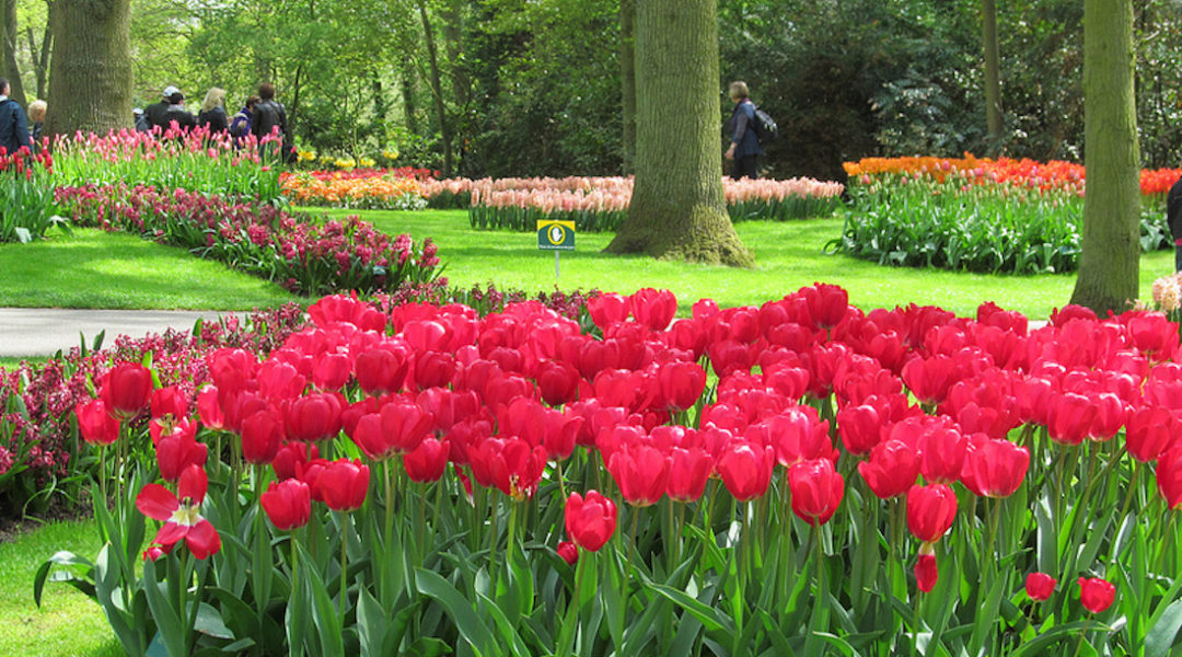 Tulips in Holland!