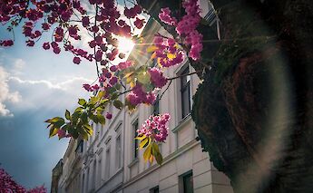 Blossom in Bonn, Germany. Mika Baumeister@Unsplash