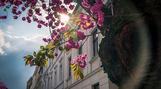 Highlights of Bonn Private Bike Tour, Bonn