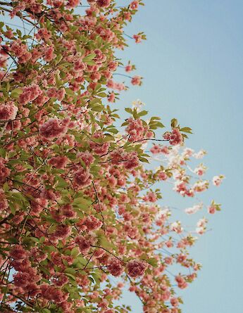 Bonn, Germany. Valentin Bolder@Unsplash