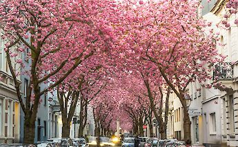 Cherry Blossoms in full bloom on Heerstrasse, Bonn, Germany. Stephan Widua@Unsplash