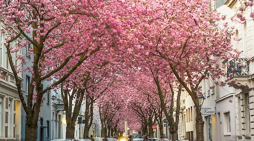 Cherry Blossoms in full bloom on Heerstrasse, Bonn, Germany. Stephan Widua@Unsplash