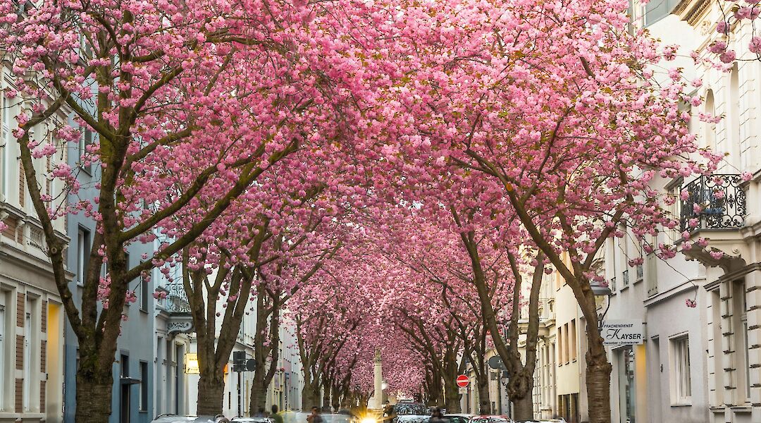 Cherry Blossoms in full bloom on Heerstrasse, Bonn, Germany. S. Widua@Unsplash