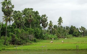 Palm Trees along the Mekong River, Cambodia. Flickr: Adam Jones