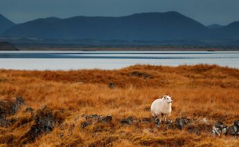 Myvatn, Iceland. Laszlo Bajnoczi@Unsplash