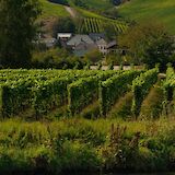 Vineyards in Remich, Luxembourg. Gabor Koszegi@Unsplash