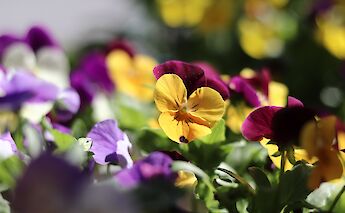 Close-up of colorful pansies with vibrant yellow and purple petals, in soft focus.