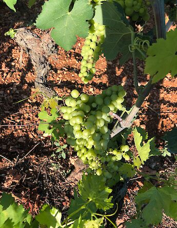 A cluster of green grapes hanging on a vine, surrounded by leaves and set against reddish-brown soil.