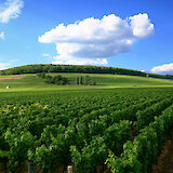 Vineyards around Beaune, Burgundy, France. CC:Stefan Bauer