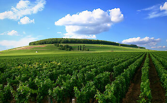 Vineyards around Beaune, Burgundy, France. CC:Stefan Bauer