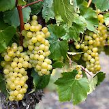 Chardonnay grapes, Côte Chalonnaise, France. Flickr:Harold Litwiler