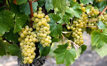 Chardonnay grapes, Côte Chalonnaise, France. Flickr:Harold Litwiler