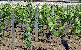Vineyard, Chassagne-Montrachet, France. Flickr:jon oropeza