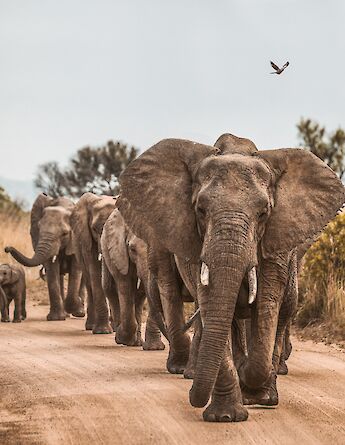 Elephants in a game reserve in Africa. redcharlie@Unsplash