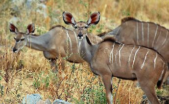 Greater Kudu herd in Africa! CC:Paul Schaffner