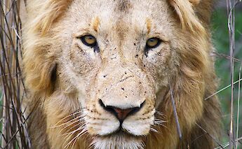 Kruger National Park, South Africa. Dimitry B@Flickr