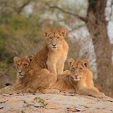 Kruger National Park, South Africa. Diego Morales@Unsplash