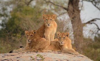 Kruger National Park, South Africa. Diego Morales@Unsplash