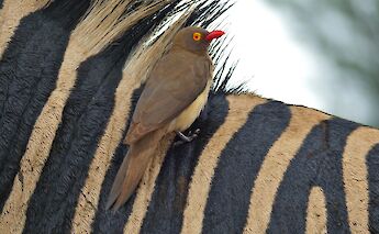 Kruger National Park, South Africa. Bernard Dupont@Flickr