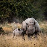 Kruger National Park, South Africa. Andrew Liu@Unsplash