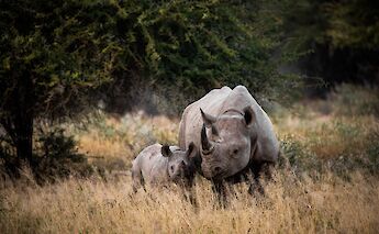Kruger National Park, South Africa. Andrew Liu@Unsplash