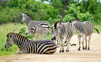 Kruger National Park, South Africa. Bernard Dupont@Flickr