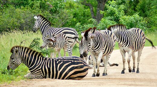 Kruger National Park, South Africa. Bernard Dupont@Flickr